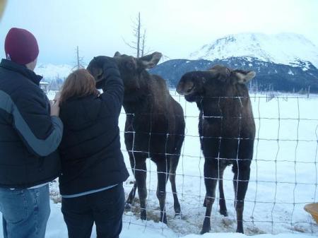 Feeding moose