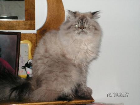 bug my 2 1/2 yr old hemmy/persian