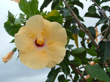 Beauty on the Petals