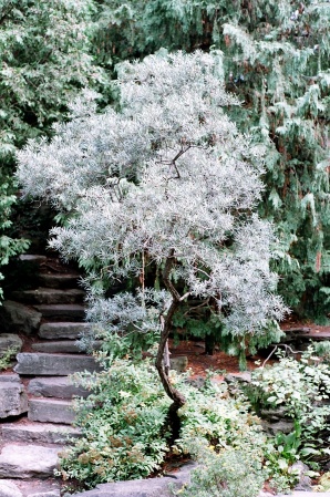 white tree