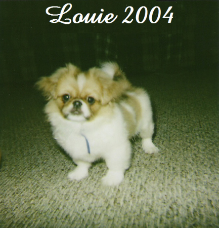 Amy's Dog Louie