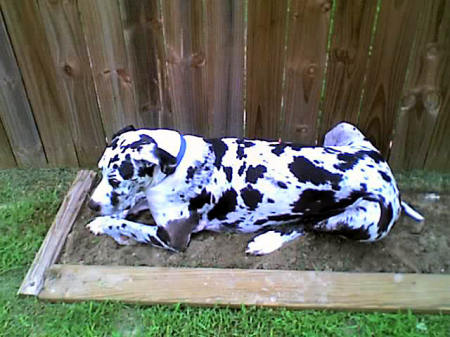 gadsby in the garden