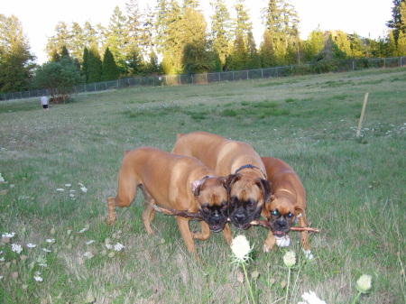 Molly Mae, Marshall James and Maddy Lynn with stick. summer 07