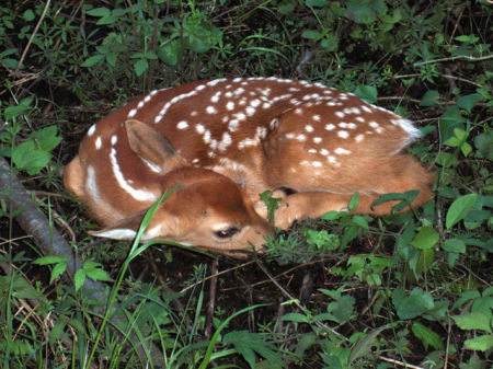 fawn