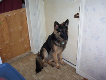 German Shepherd