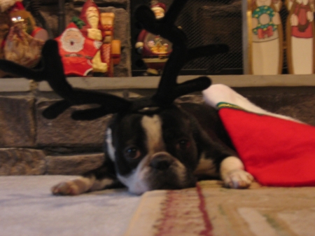 Roscoe loves Christmas too!!