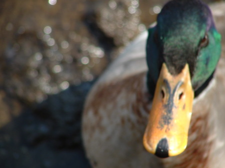 A Male Mallard Duck on the Connetquot River Spring 2006