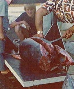 180 lbs Tuna I Caught in Hawaii