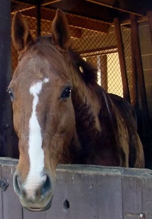 My former horse, a 17hh 22-yr old Warmblood/Thoroughbred