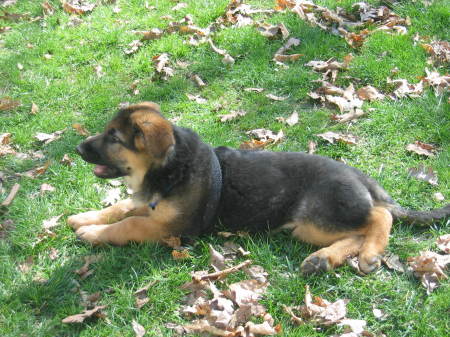 New puppy Storm 3mos German Shepherd