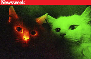 glow cats