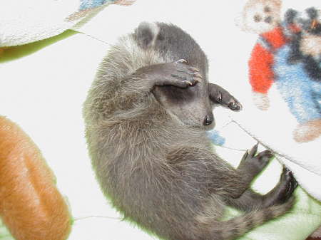 Baby Raccoon