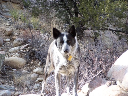 My sweet dog, Sadie