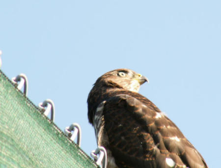 Joan Blair's album, Birds and views of Contra Costa Co. Ca.