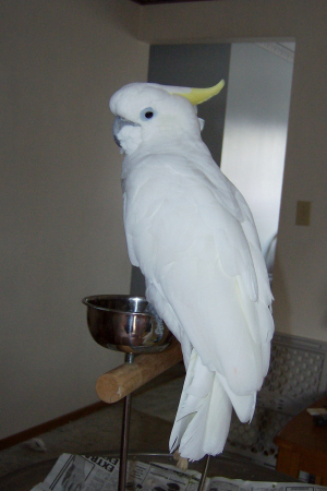 Matilda " my sulpher crested cockatoo "