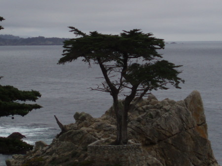 The Lone Cypress