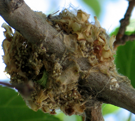 Hummingbird nest