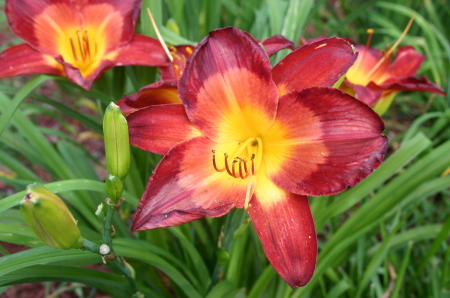 Daylilies