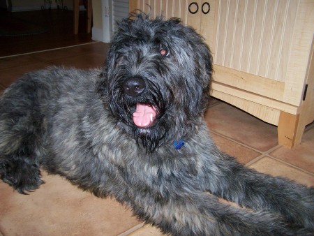 Brady our puppy Bouvier des Flandres