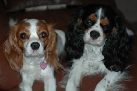 Maggie and Bailey