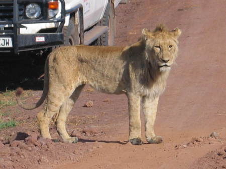 Lion Blocking the Road