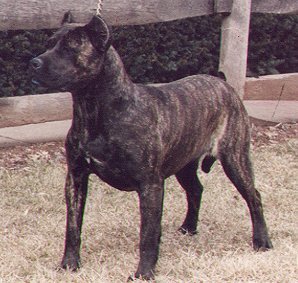 Presa Canario