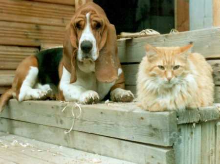 dog_and_cat_on_steps_1024
