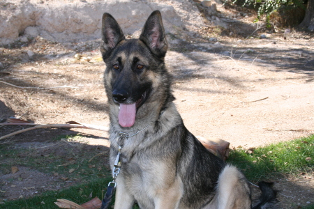 My K-9 Partner "JOKER"