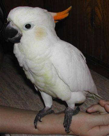 Our Citron Cockatoo "Deuce"