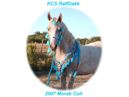 Morab Colt RaffDakk