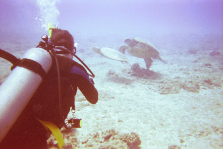 Giant Sea Turtles - Oahu, April 2008