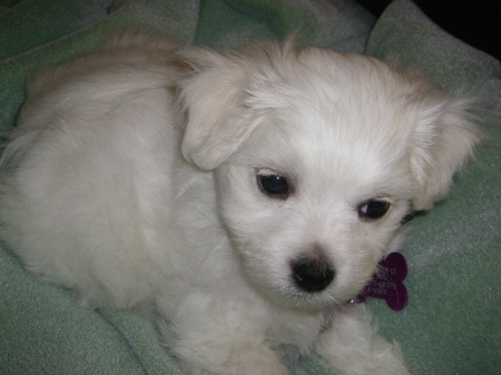 Here's my Killer Maltepoo Carlos Torano