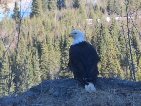 Alaskan Eagle