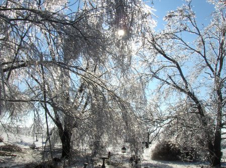 After the ice storm #5
