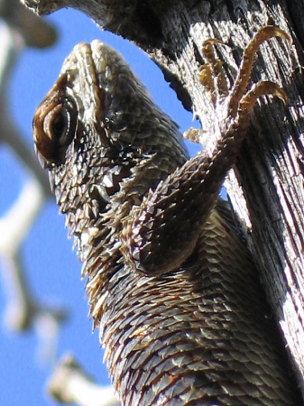 Mama collared lizard