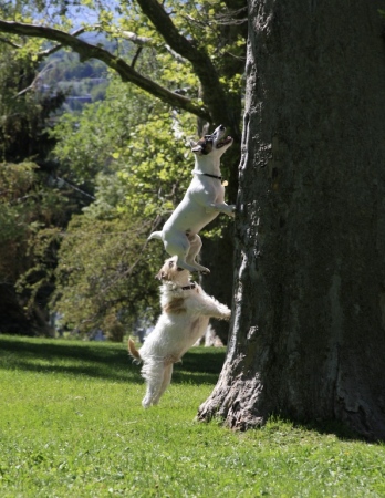 Abe & Elliot chasing Squirrells