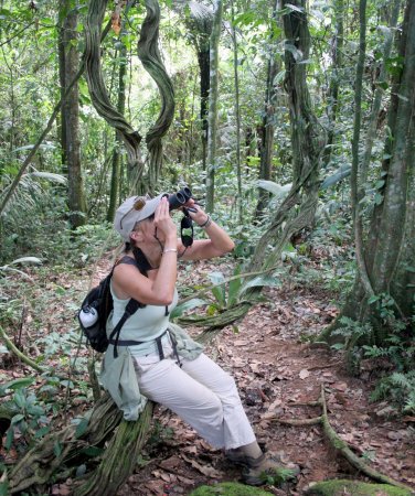 Looking for bats in the rainforest in Suriname