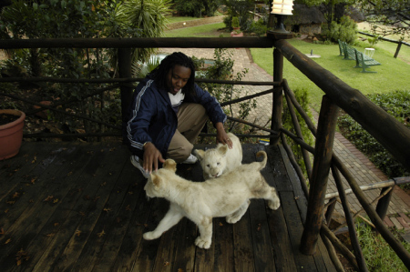 3 mo. old South African lion cubs - March 2005