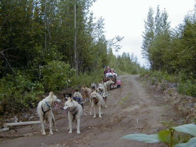 12 Mile run for winter dog sledding training