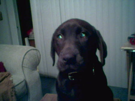 Sienna is my new baby, chocolate lab.
