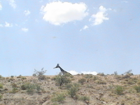 Gaint Road Runner in New Mexico