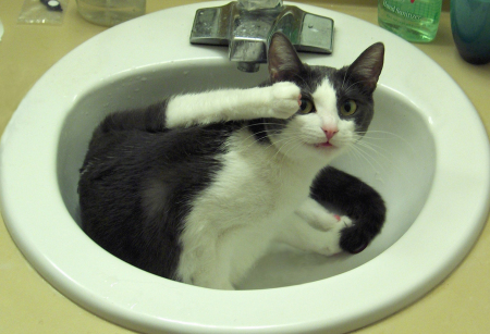 Abby in the sink. :)