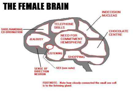 The female brain!