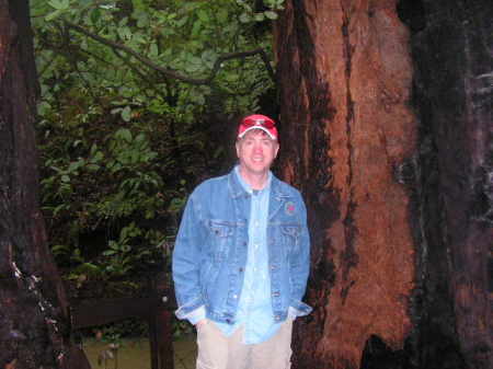Redwood Forest 2006