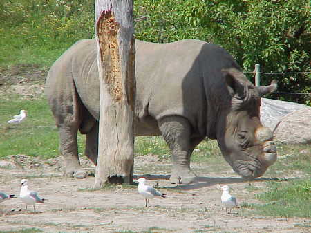 From the Canada Zoo