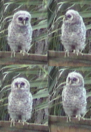 Same Owlet