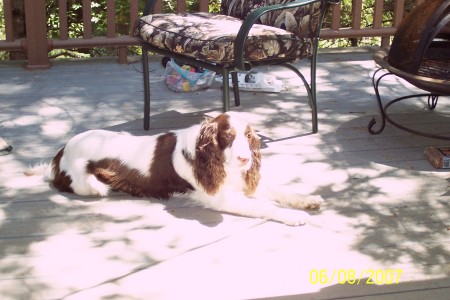 Our Springer Spaniel Scooby Doo