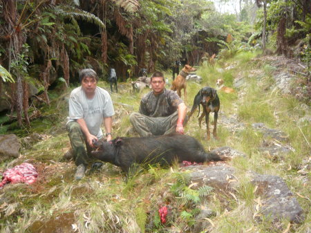 Kokobun's Crew Pig Hunting BIG ISLAND STYLE!