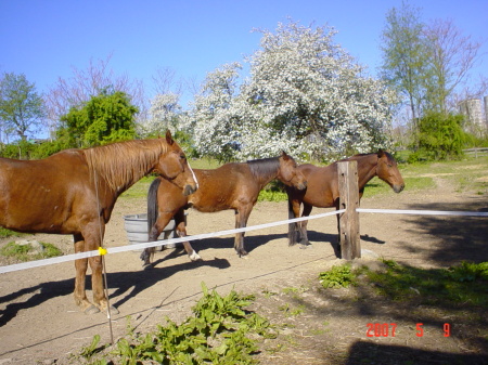 my horses