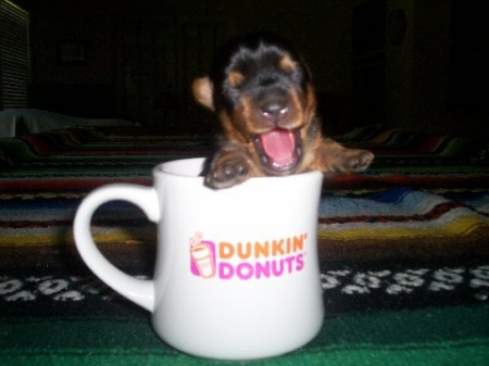 bentley dunkin donuts